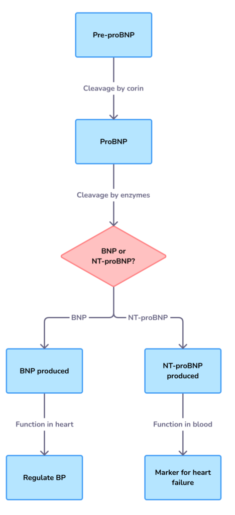 B-type natriuretic peptide (BNP) production